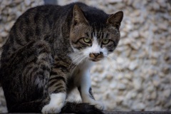 猫ちゃん800mm