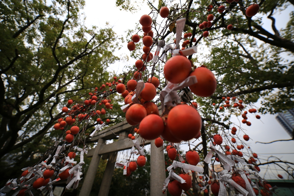 三光神社より