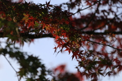 茶臼山紅葉