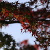 茶臼山紅葉