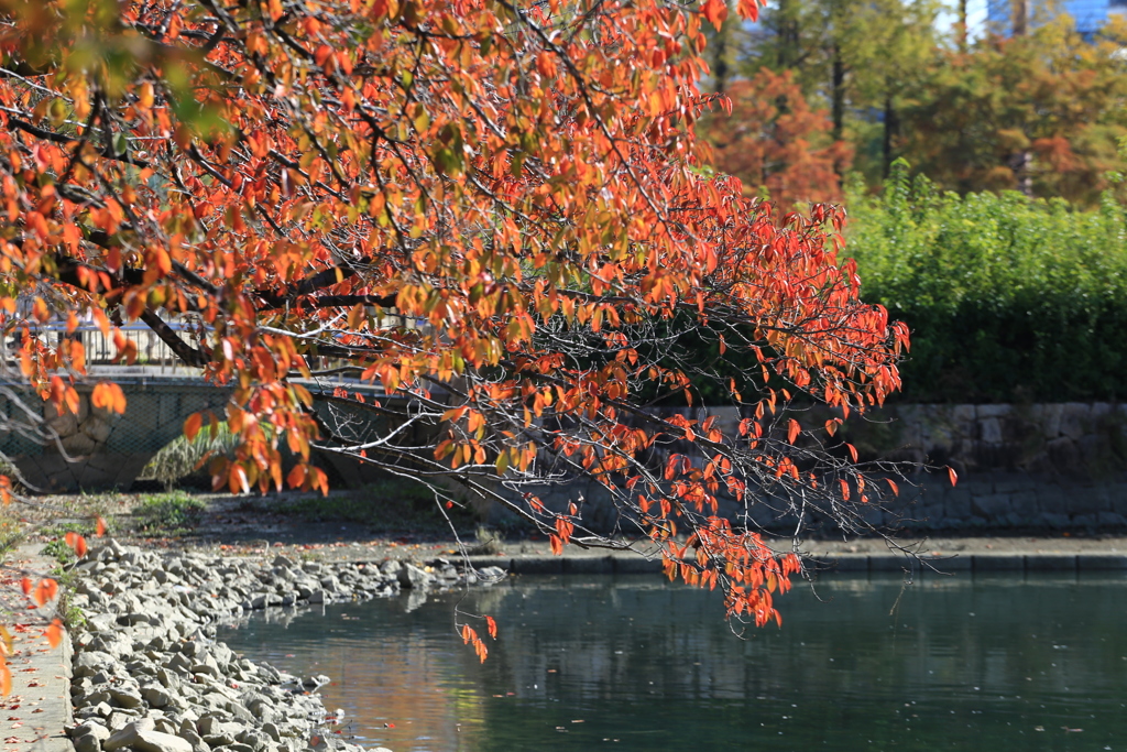 毛馬紅葉