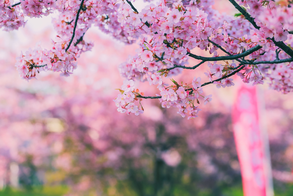 河津桜まつり