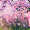 河津桜まつり