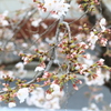 蕾＞花
