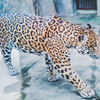 ジャガー
