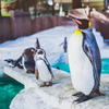 コウテイペンギン