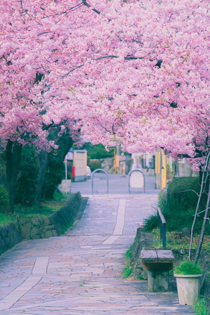 桜トンネル