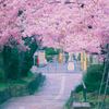 桜トンネル