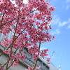 祝う