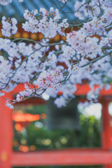 清水寺　桜