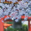 清水寺　桜