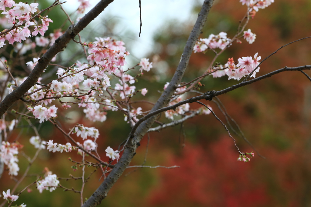 紅葉を背に