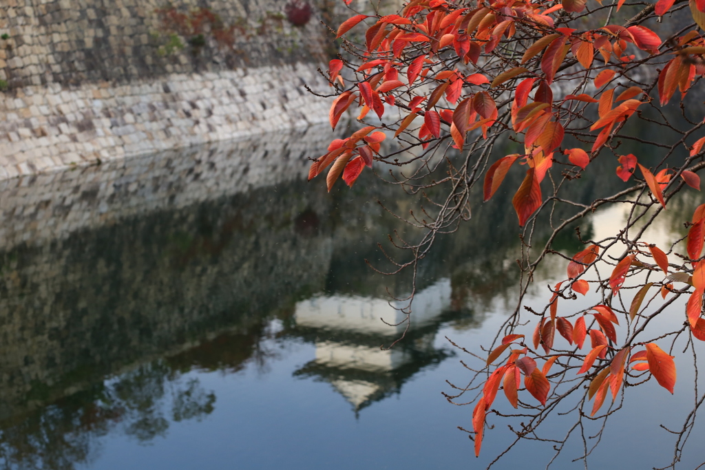 外掘紅葉