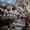 花誘