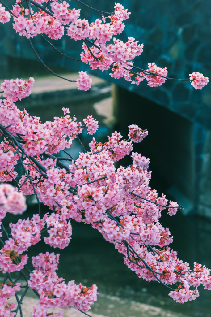 淀水路河津桜