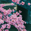 淀水路河津桜