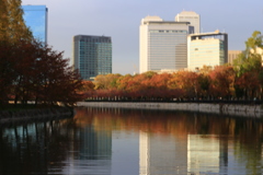 大阪城公園紅葉