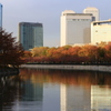 大阪城公園紅葉