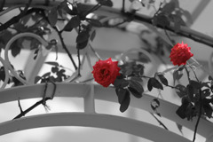 129ワンポイントカラー