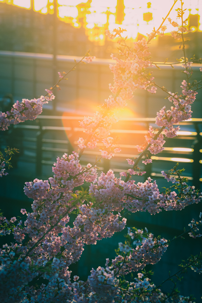 sunset cherry blossom