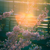 sunset cherry blossom