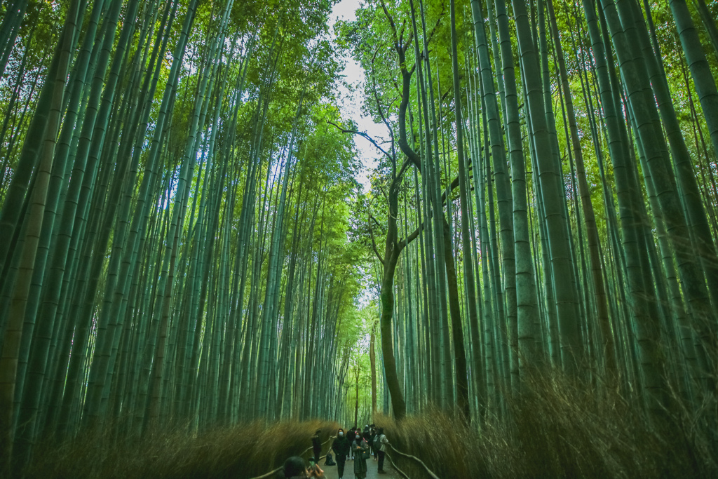 竹林の小路