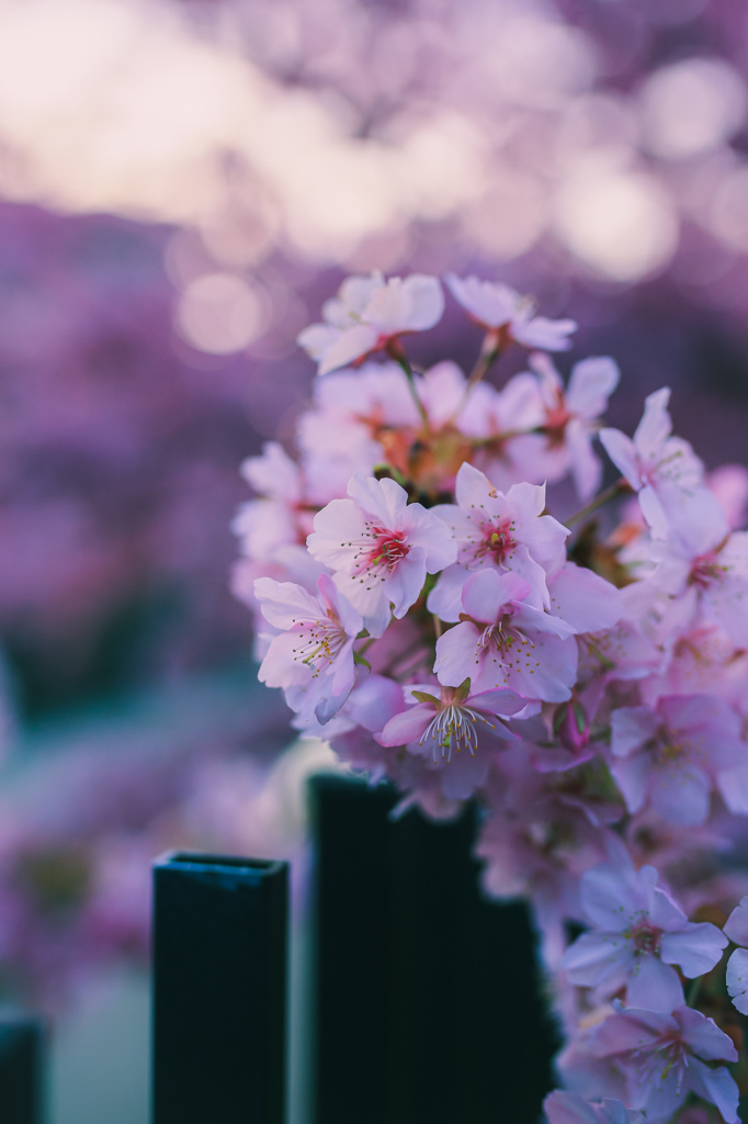 河津桜