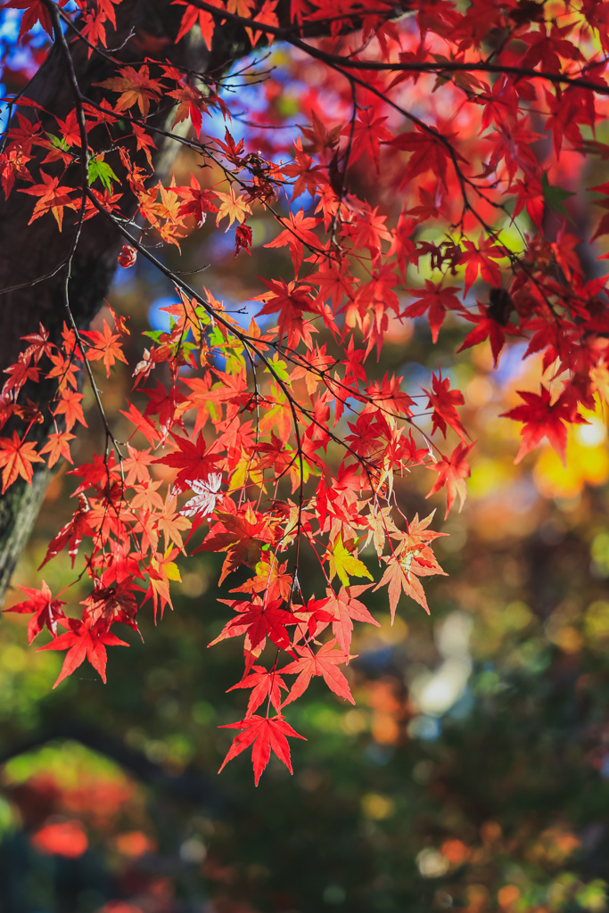 紅葉