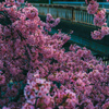 桜橋