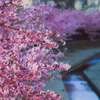 河津桜