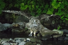 どうだ！！