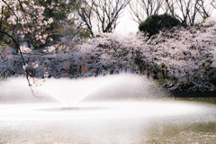 桜水