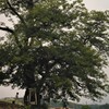 命を救った椋の木