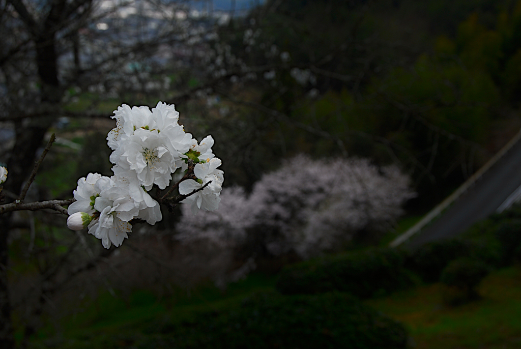 桜