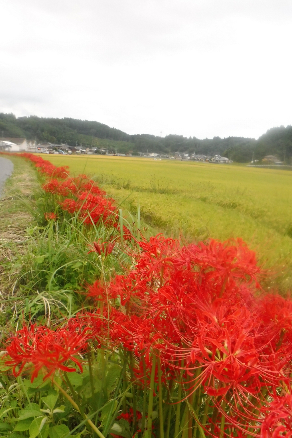 道ばた