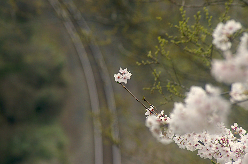 線路の上に咲く