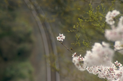 線路の上に咲く