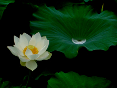蓮の花