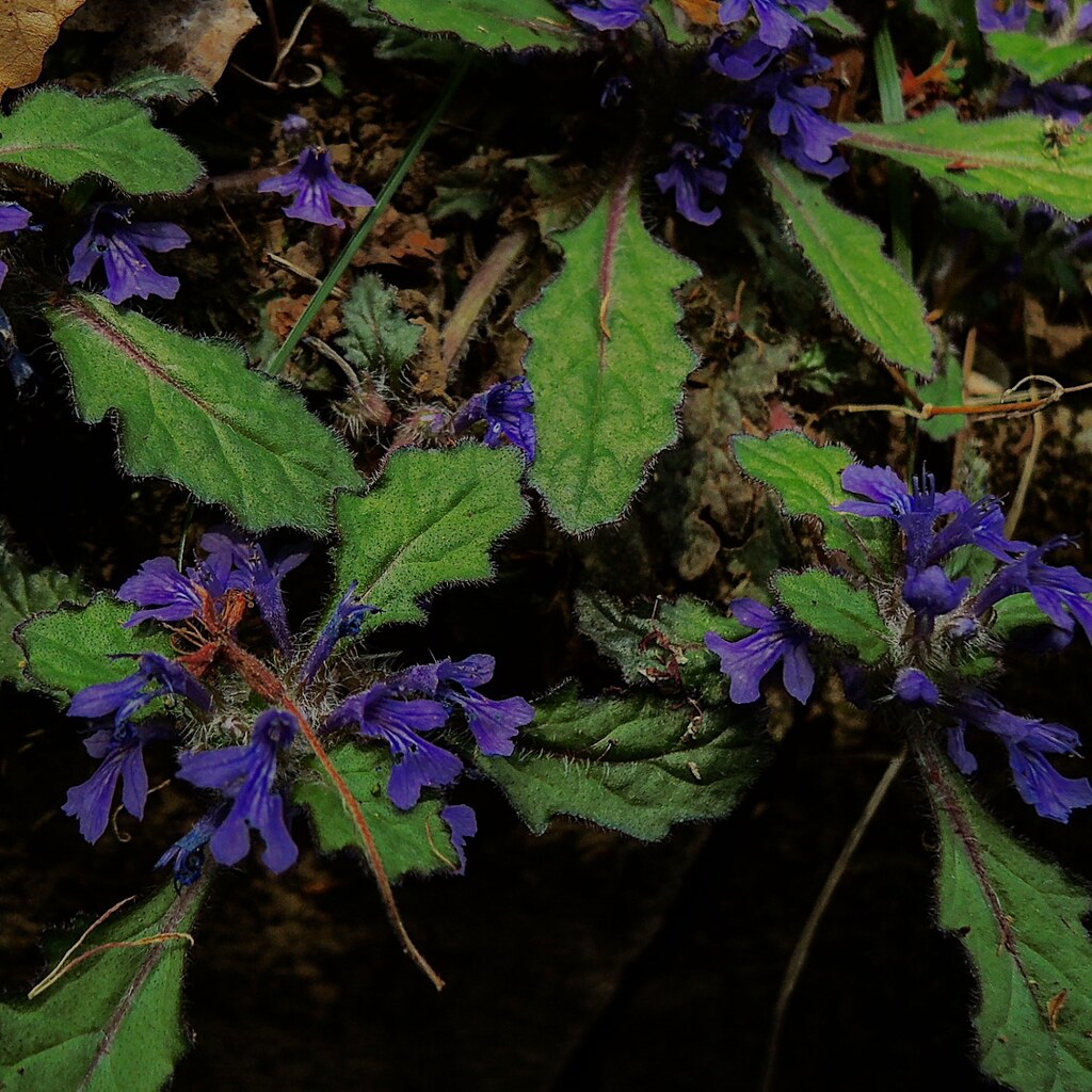 IMG_20210409_060808_019