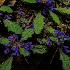 IMG_20210409_060808_019