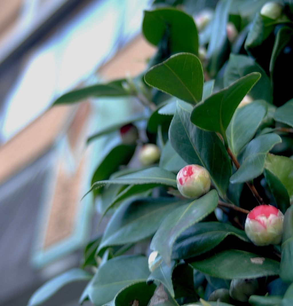 祗園参道200312-1