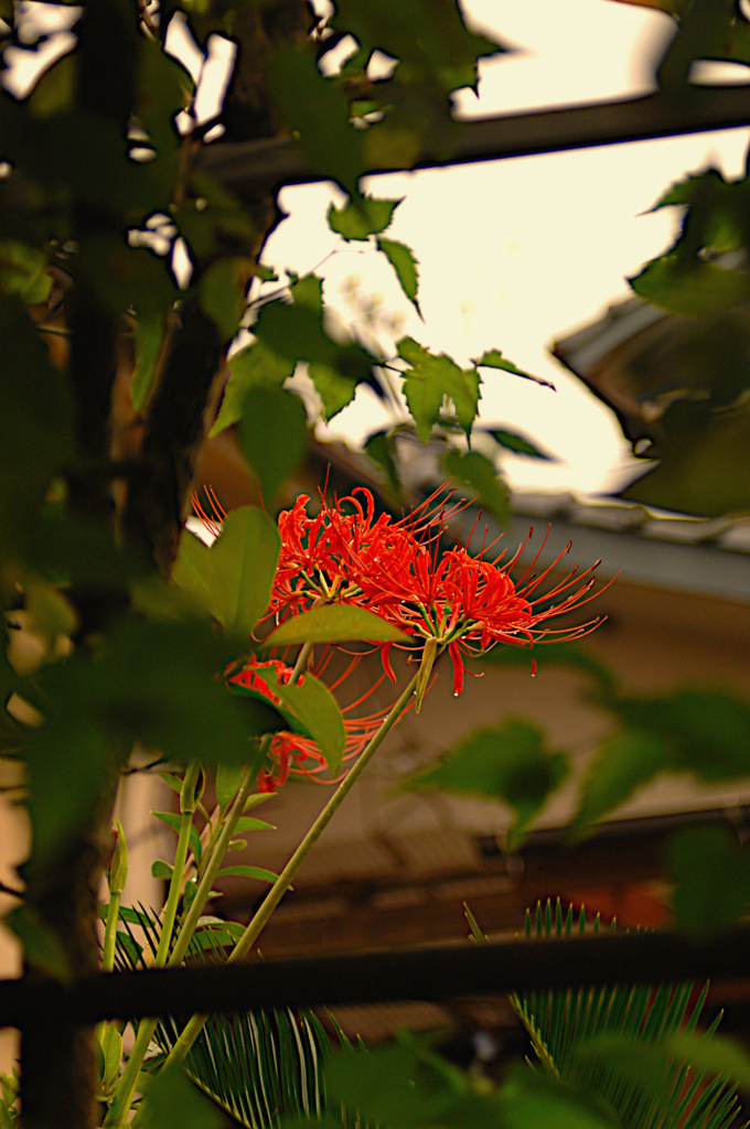 彼岸花0918