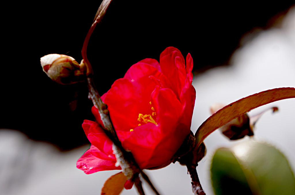 地蔵さんの裏手