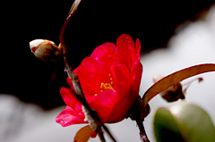 地蔵さんの裏手