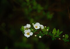 ちっちゃな花