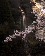 山の上の桜