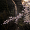 山の上の桜