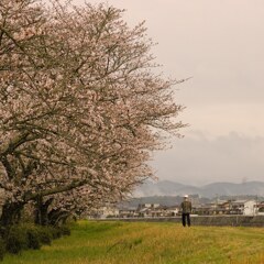 土手沿いの桜