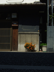 町の花