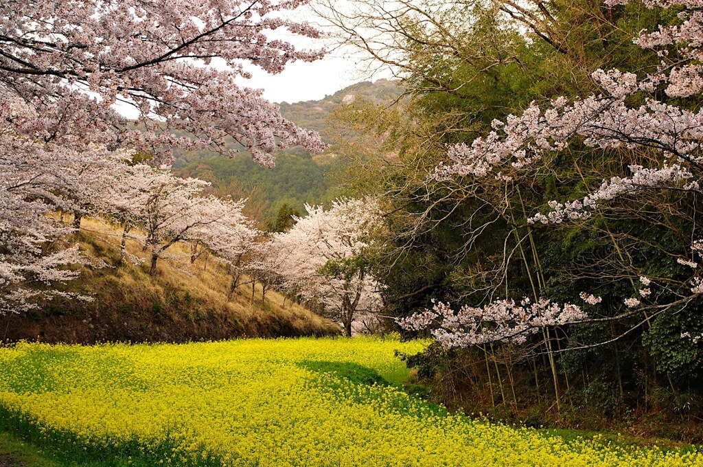 菜の花、桜